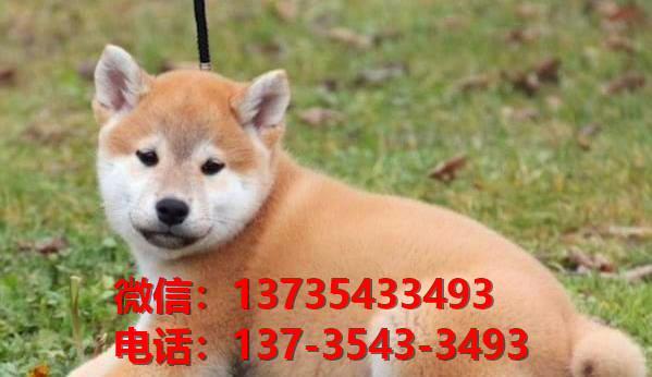 武汉宠物狗狗犬舍出售纯种柴犬幼犬短毛豆柴活体卖狗地方在狗市场