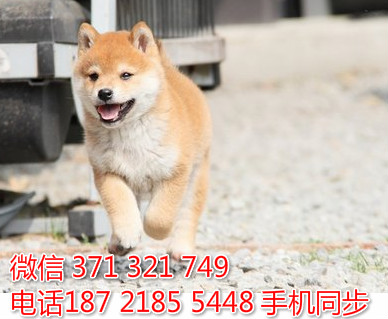  特惠大柴犬纯种幼犬出售 支持上门支持空运汽运圆