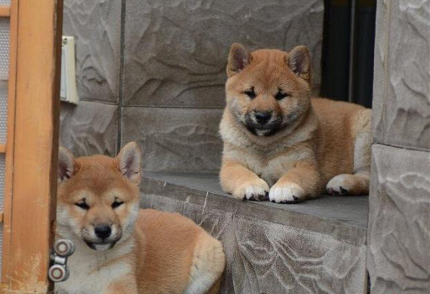 玉溪哪里卖纯种柴犬 玉溪哪里能买到纯种柴犬 