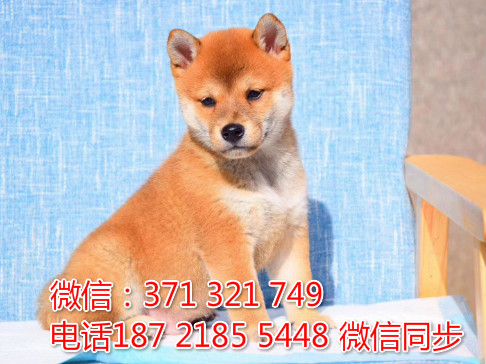 全国特惠日本柴犬纯种幼犬 支持上门 支持空运汽运 包健康酶