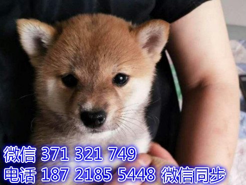 宠物狗狗柴犬出售幼犬 全国可以发货 犬舍繁殖