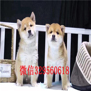 苏州哪里的柴犬好赛级柴犬 纯种柴犬 日本柴
