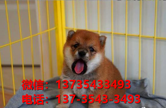 重庆宠物狗狗犬舍出售纯种柴犬幼犬短毛豆柴活体卖狗地方在狗市场