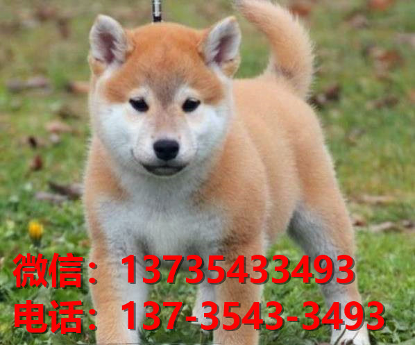 武汉宠物狗狗犬舍出售纯种柴犬幼犬短毛豆柴活体卖狗地方在狗市场