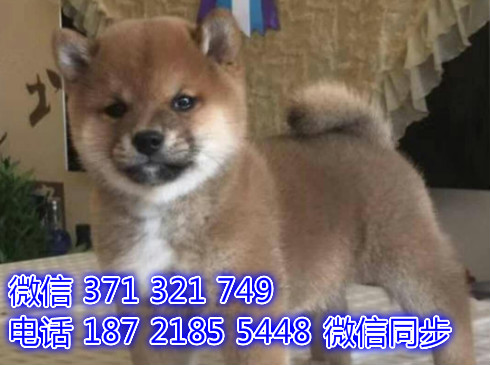 宠物狗狗柴犬出售幼犬 全国可以发货 犬舍繁殖哟