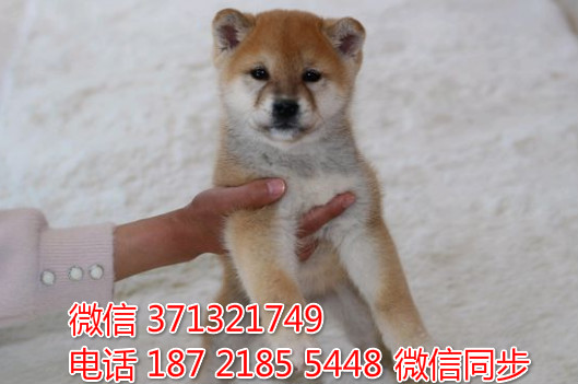 特价 柴犬出售纯种幼犬 专业繁殖专业发货 可上门看棠