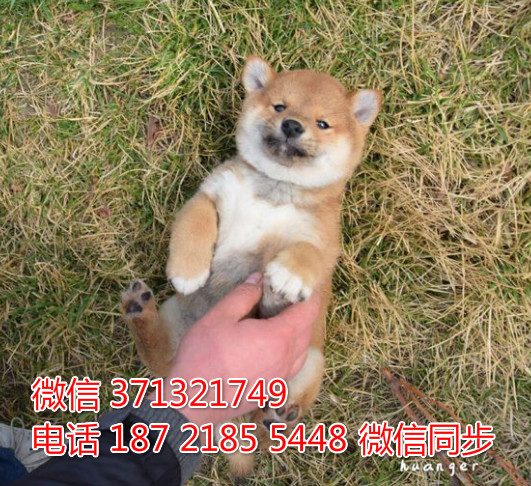 特价 柴犬出售纯种幼犬 专业繁殖专业发货 可上门看棠