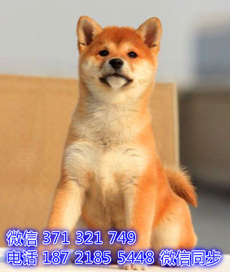 宠物市场 哪里有宠物柴犬，精品小型中型大型犬