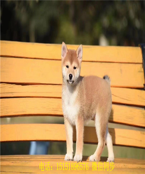 株洲日系柴犬多少钱 株洲纯种柴犬怎么卖的 株洲哪里卖黑色柴犬 柴犬价格