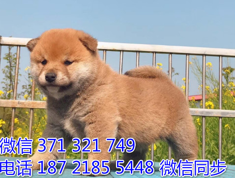 柴犬纯种幼犬出售，犬舍直销柴犬 犬舍狗场宠物狗驶