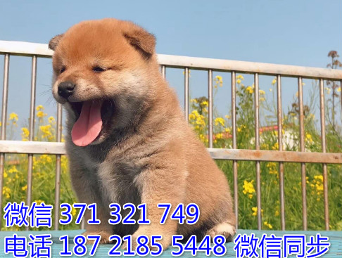 柴犬纯种幼犬出售，犬舍直销柴犬 犬舍狗场宠物