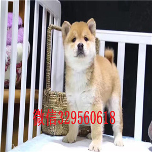  平顶山哪里有纯种双血统日系柴犬出售纯血统