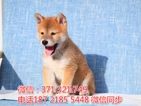 柴犬出售 宠物狗狗  宠物市场 狗狗图片 买卖狗狗朔