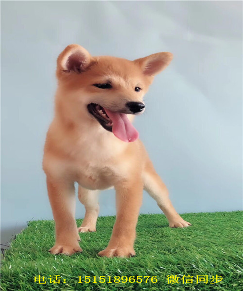 株洲日系柴犬多少钱 株洲纯种柴犬怎么卖的 株洲哪里卖黑色柴犬 柴犬价格