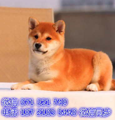 柴犬宠物买卖 宠物市场 宠物狗狗图片宠物网 榔