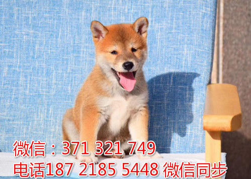 柴犬出售 宠物狗狗  宠物市场 狗狗图片 买卖狗狗嘿