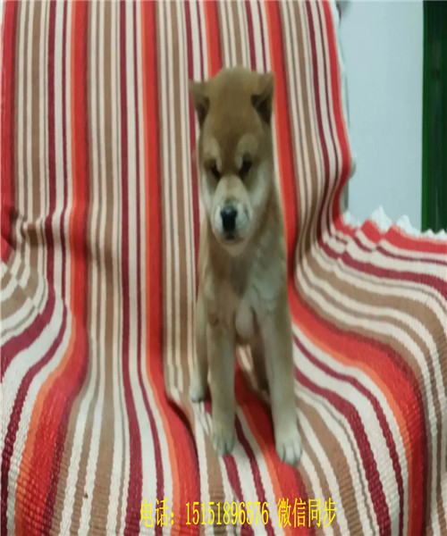 九江日系柴犬多少钱 九江纯种柴犬怎么卖的 九