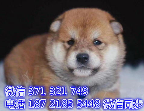 犬舍直销，哪里有宠物柴犬 ，精品小型中型大型犬狗狗守