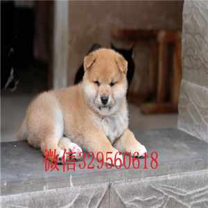  湘潭哪里的柴犬好日本柴犬专业繁殖犬舍纯种