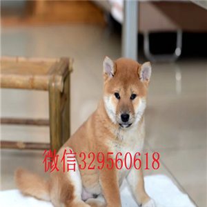  九江哪里有纯种双血统日系柴犬赛级柴犬 纯种