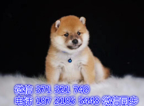 犬舍直销，哪里有宠物柴犬 ，精品小型中型大型犬