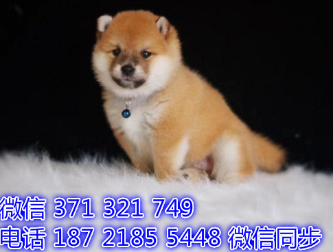 犬舍直销，哪里有宠物柴犬 ，精品小型中型大型犬狗狗澄