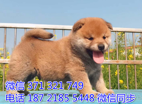 柴犬纯种幼犬出售，犬舍直销柴犬 犬舍狗场宠物狗看