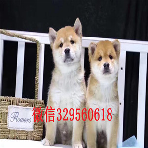   沈阳哪里有卖柴犬的包纯种日本柴犬专业繁殖犬舍纯种柴犬多少钱一只柴犬的价格