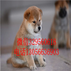  赤峰哪里有卖纯种柴犬专业繁育柴犬幼犬出售