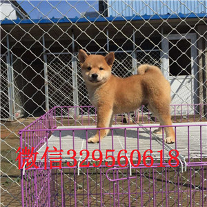 抚顺哪里的柴犬好出售纯血统柴犬幼犬纯种柴犬
