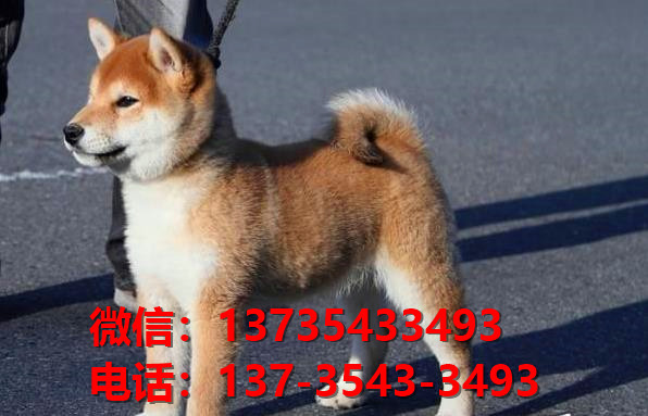 长治宠物狗狗犬舍出售纯种柴犬卖狗买狗地方在哪有狗市场