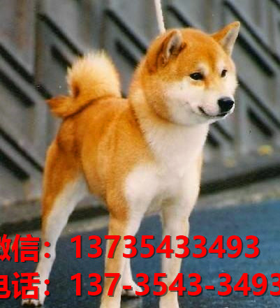 长治宠物狗狗犬舍出售纯种柴犬卖狗买狗地方在