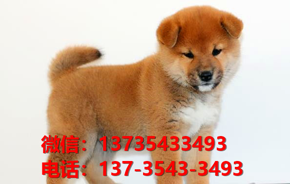 长治宠物狗狗犬舍出售纯种柴犬卖狗买狗地方在哪有狗市场