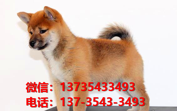 长治宠物狗狗犬舍出售纯种柴犬卖狗买狗地方在哪有狗市场