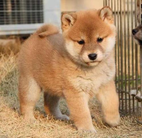 文山本地柴犬多少钱一只文山出售柴犬小狗包品