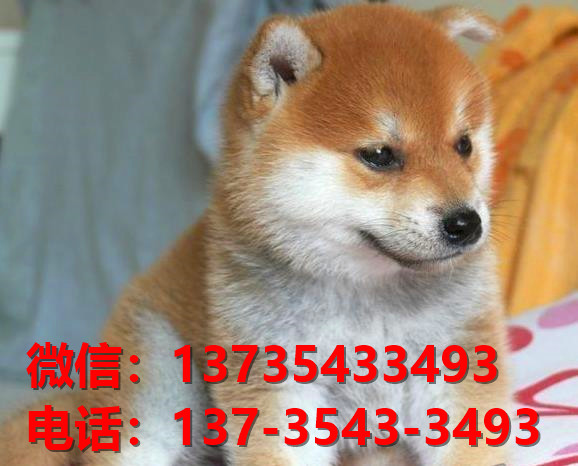 莆田宠物狗狗犬舍出售纯种柴犬幼犬卖狗买狗地方网上哪里有狗市场