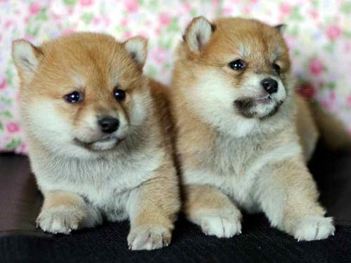 德宏州买狗买柴犬 狗场漂亮小柴犬出售