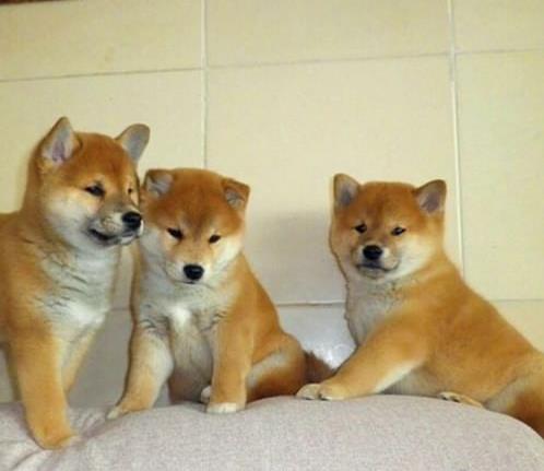  红河州买狗买柴犬 云南养狗场柴犬小狗出售