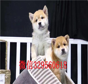 沈阳出售纯种柴犬 沈阳柴犬多少钱一只 柴犬图