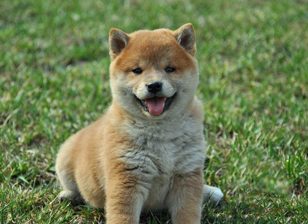 佛山哪里有卖柴犬 佛山柴犬一只多少钱 可送货