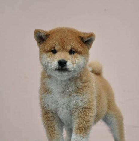 广州买狗 广州哪里有买狗靠谱 柴犬一只多少钱