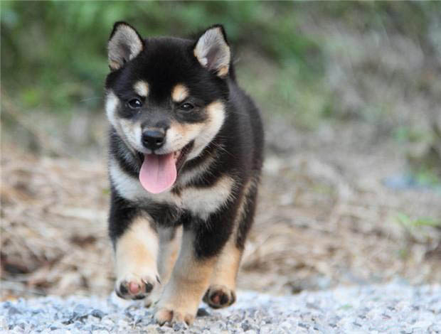 广州买狗 广州哪里有买狗靠谱 柴犬一只多少钱