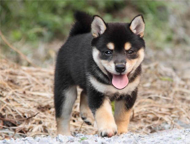 广州买狗 广州哪里有买狗靠谱 柴犬一只多少钱