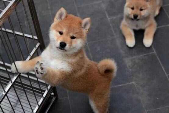 砚山县买狗砚山县买柴犬 云南狗场小柴犬出售