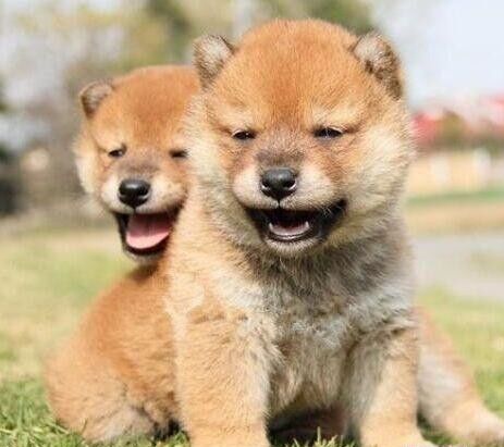 普洱哪里买柴犬 云南本地狗场出售小柴犬