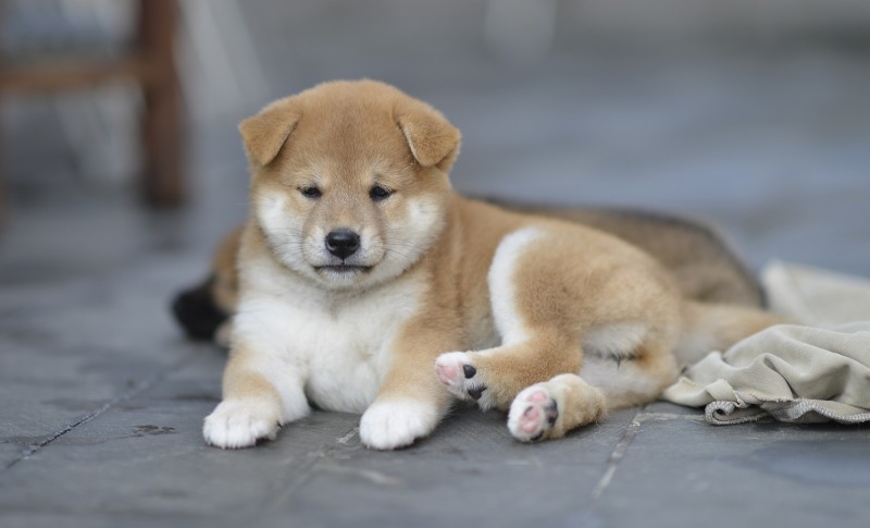 天津哪里能买到纯种柴犬 柴犬哪里的好 柴犬多少钱 柴犬小体的