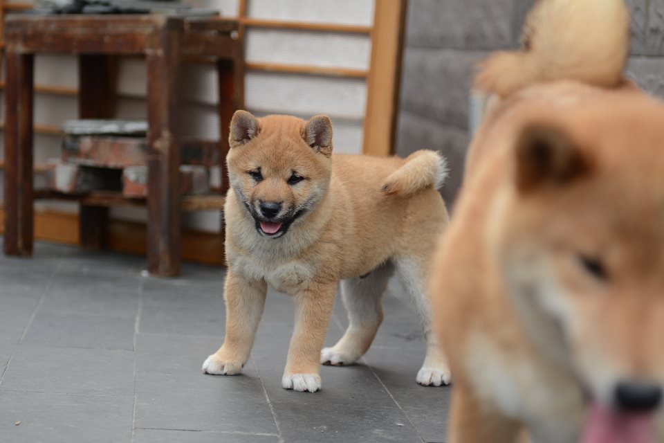天津哪里能买到纯种柴犬 柴犬哪里的好 柴犬多少钱 柴犬小体的