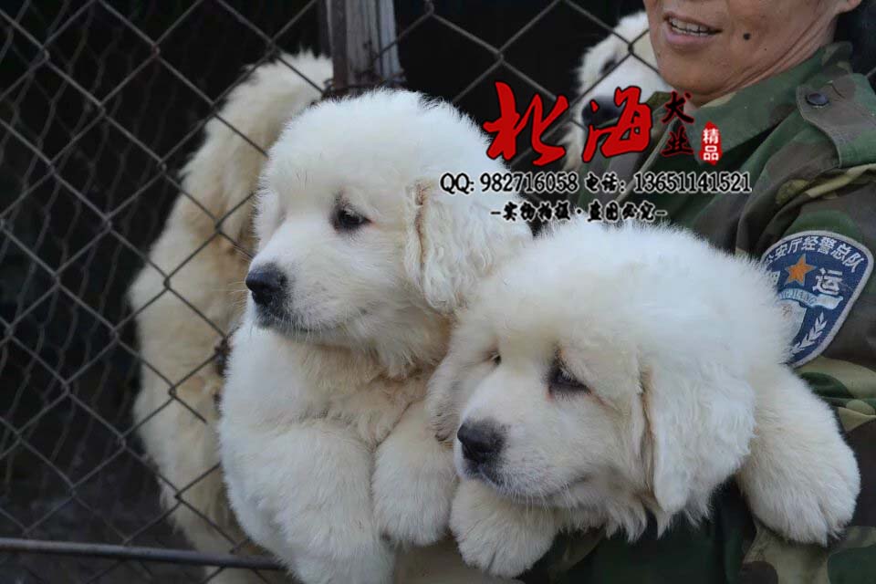 北京西城区纯种大白熊幼犬多少钱一只