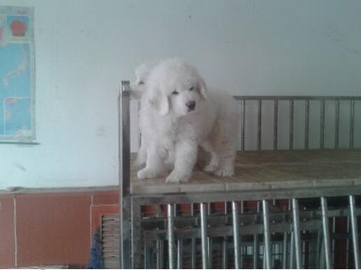 厦门哪里有卖狗的 厦门哪里有正规狗场 厦门哪