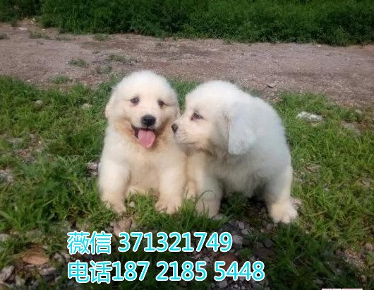 大白熊犬出售 巨型犬白熊 犬舍直销 基地繁殖 特价